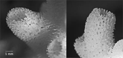 Changes in Radial Polyp Tissues of Acropora Longicyathus After Long-Term Exposure to Experimentally Elevated Nutrient Concentrations